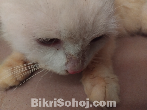 Persian cat male